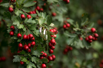 Two wedding rings on the branch of hawthorn, autumn wedding concept. Red season berry