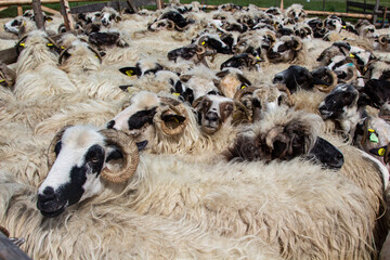 Sheep before shearing in Romania