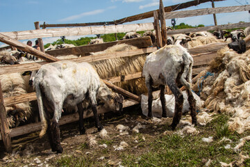 Sheep shearing
