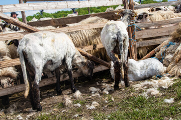 Sheep shearing