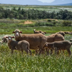 Foto op Plexiglas A family of sheep grazing in the overberg grassland in Western Cape South Africa © Arnold
