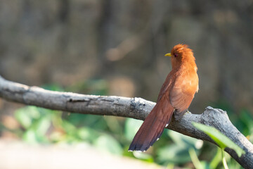 The Squirrel Cuckoo (Piaya cayana)