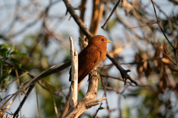 The Squirrel Cuckoo (Piaya cayana)