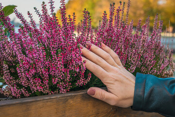 Female hand on small flowers against the background of autumn trees