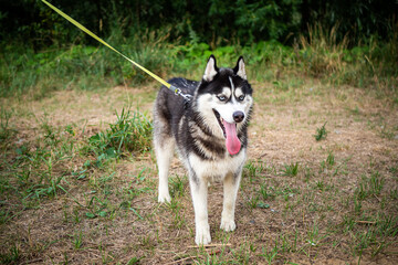 A black and white Siberian husky walking on a summer field.