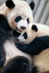 赤ちゃんパンダに授乳をする母パンダ