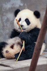 笹を持つ赤ちゃんパンダ