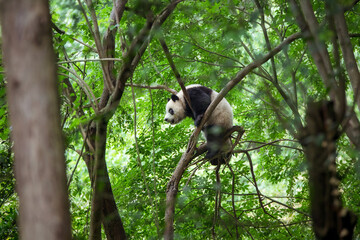 森の中、木にぶら下がるパンダ