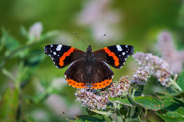 Brown, black and orange butterfly