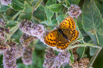 Orange and Black butterfly