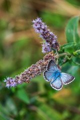Sky blue butterfly