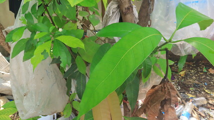 close up in of grass, Saraburi, Thailand