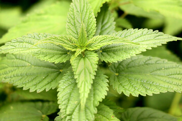Selective focus with shallow depth o field of a fresh nettle. Detailed close-up of wild common stinging-nettle (Urtica dioica) medicinal plant.