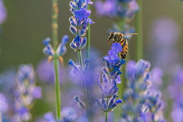 Bee flying on Lavender
