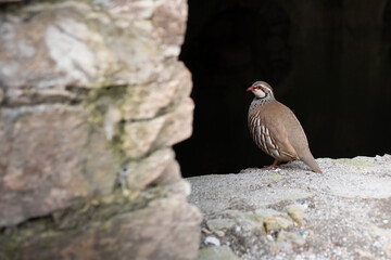 Red-legged Partridge