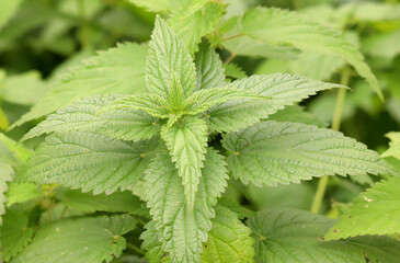 Selective focus with shallow depth o field of a fresh nettle. Detailed close-up of wild common stinging-nettle (Urtica dioica) medicinal plant.