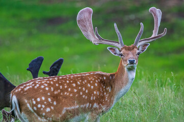 Deer on a meadow