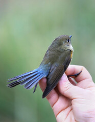 Portrait of a red-flanked bluetail (Tarsiger cyanurus) on a blurred background, close-up. Bird ringing, Belarus.