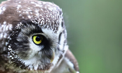 Bird of Minerva. Tengmalm's owl (Boreal ow, Aegolius funereus) portrait. Boreal coniferous forest inhabitant
