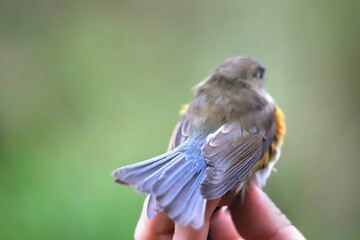 Portrait of a red-flanked bluetail (Tarsiger cyanurus) on a blurred background, close-up. Bird ringing, Belarus.