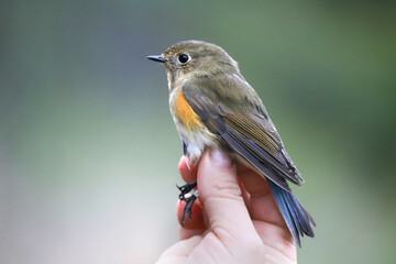 Portrait of a red-flanked bluetail (Tarsiger cyanurus) on a blurred background, close-up. Bird ringing, Belarus.
