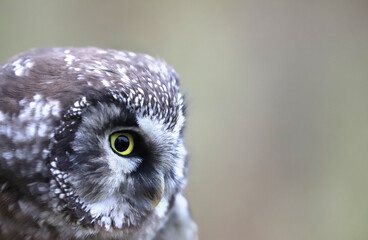 Bird of Minerva. Tengmalm's owl (Boreal ow, Aegolius funereus) portrait. Boreal coniferous forest inhabitant
