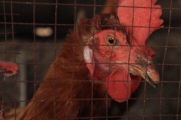 chicken farm in the farm