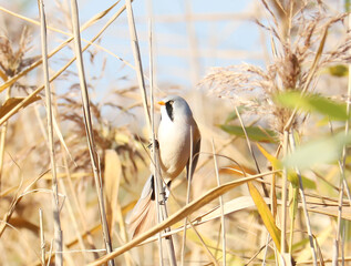 Bearded reedling Panurus biarmicus sitting on a reed. Beautiful bearded tit detailed portrait in its habitat with soft yellow background. Wildlife scene from nature. Belarus.