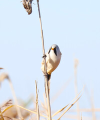 Bearded reedling Panurus biarmicus sitting on a reed. Beautiful bearded tit detailed portrait in its habitat with soft yellow background. Wildlife scene from nature. Belarus.
