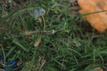 close up in of grass, Saraburi, Thailand