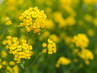 Rape blossoms