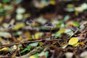 Wild mushrooms grow in autumn forest after rain
