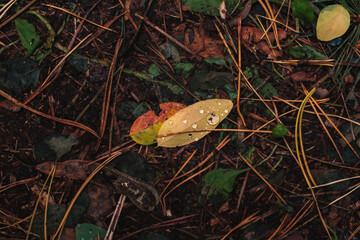 Yellow leaves in morning dew drops lying on the ground in forest in autumn morning