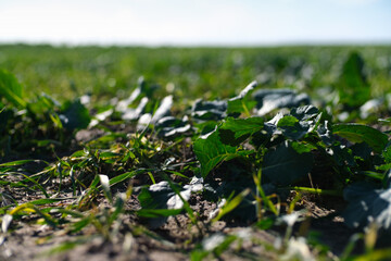 Aubergine vegetables grow on cultivated field on rural farm. Nightshades growing in autumn season
