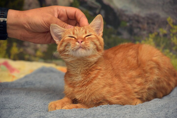 young beautiful red with stripes cat