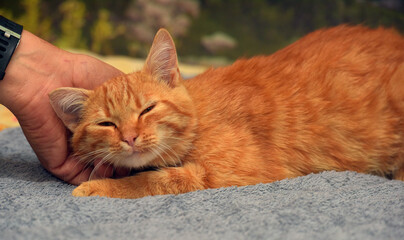 young beautiful red with stripes cat