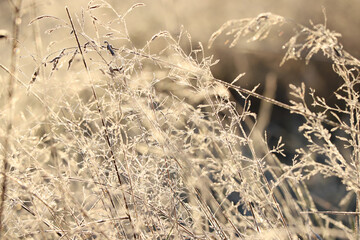Fototapeta premium Autumn sunrise in nature, beautiful blurred background with dry grass in the sun