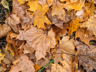Dry maple leaves lie on the ground. Close-up. Autumn background with yellow maple foliage.
