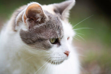 Portrait d'un chat dans un jardin 