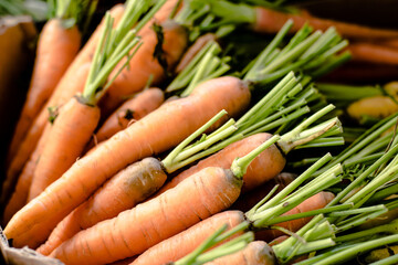 Assorted vegetables straight from the farm to restaurant