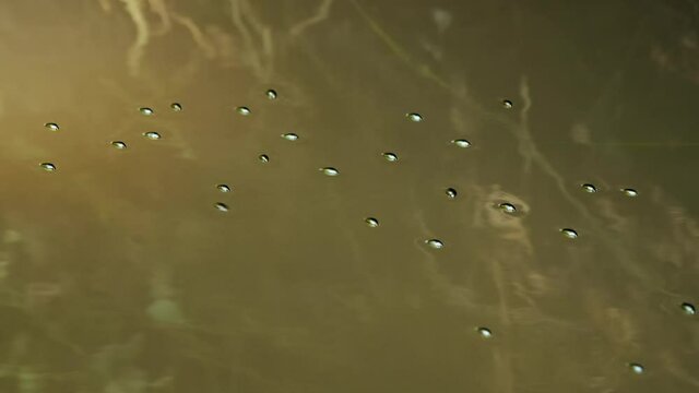 Whirligig beetle (Gyrinus natator) swimming in river, aquatic bugs gyrating on water surface