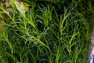 Assorted vegetables straight from the farm to restaurant