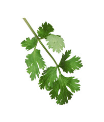 Fresh green coriander leaves isolated on white