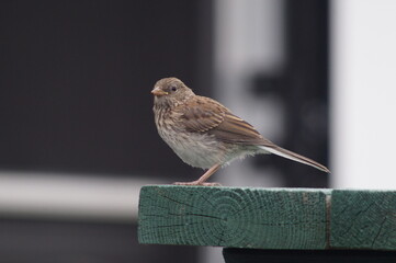 Juvenile Junco on Table