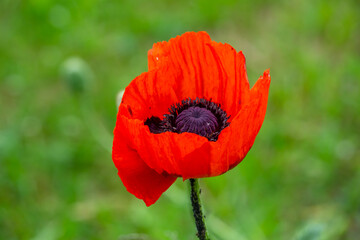 Blooming orange flower of oriental poppy on a green background macro photography on a summer day. Large papaver orientale with red petals close-up photo in summertime.