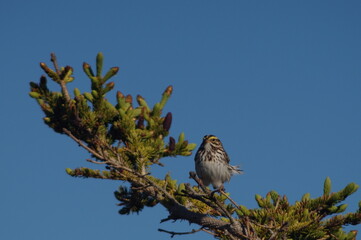 Whitethroated Sparrow on Branch