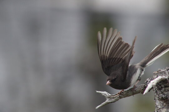 Dark-eyed Junco Prepares for Flight