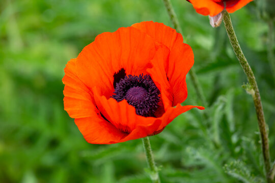 Blooming orange flower of oriental poppy on a green background macro photography on a summer day. Large papaver orientale with red petals close-up photo in summertime.