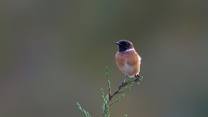 Common Stonechat - Saxicola rubicola, Crete
