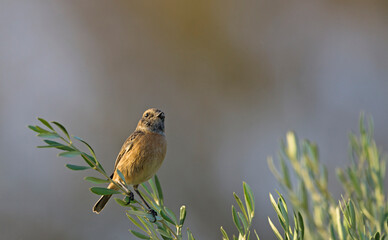 Common Stonechat - Saxicola rubicola, Crete